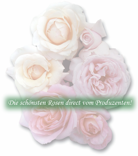 Hier geht's weiter ....