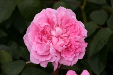 Mary Rose�
