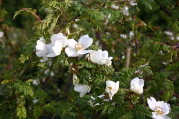 Omeiensis Pteracantha