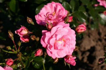 Palmengarten Frankfurt�