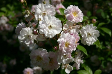 Paul's Himalayan Musk Rambler