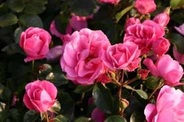 Play Rose�