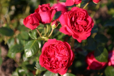 Red Eden Rose�
