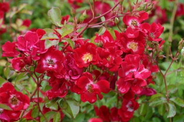 Red Meidiland �