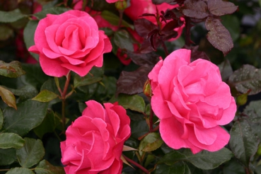 Romanze�