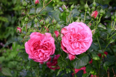 Rosarium Uetersen�