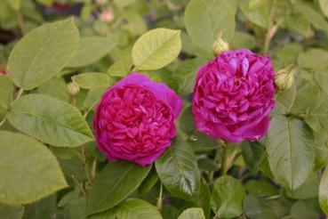 Rose de Resht