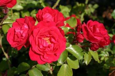 Rote Woge�