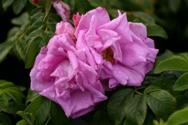 Rosa Zwerg