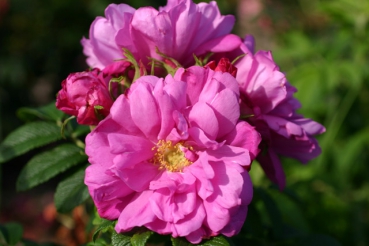 Baum's Rokoko