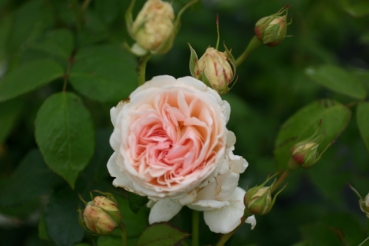 Sebastian KNEIPP�