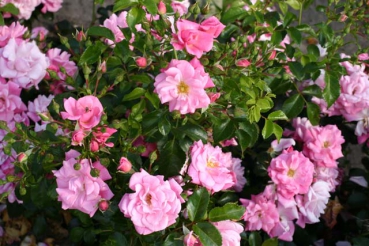 Sommerm�rchen�