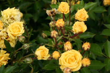 Rose Sonnenkind Foto Rosen-direct