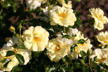 Sunny Rose�