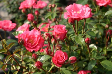 Bella Rosa�