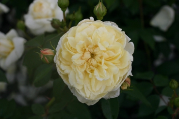 Yellow Romantica�