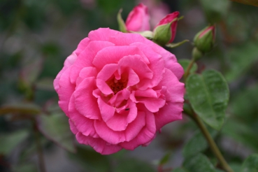 Zephirine Drouhin