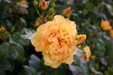 Bernstein Rose�