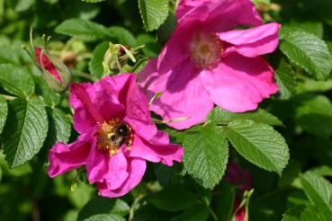 Rosa rugosa