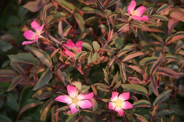 Rosa glauca