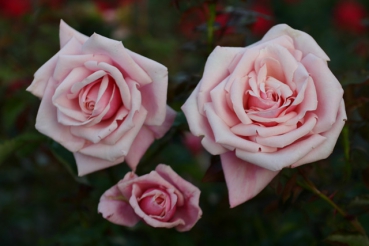Blossomtime