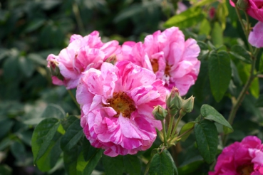 Rosa gallica Versicolor