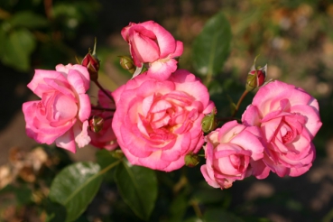 Harlekin�
