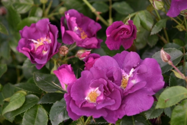Rhapsody in Blue�