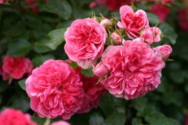 Pink Swany �