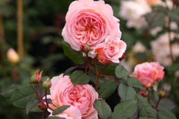A Shropshire Lad�