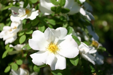 Moyesii 