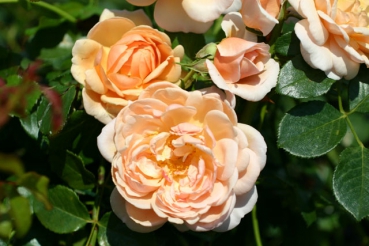 Elizabeth Stuart �
