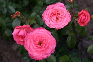Rosanna�