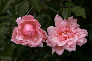 Albertine