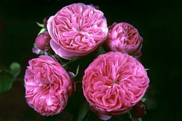Leonardo da Vinci�  (Treeroses)