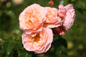 Marie Curie �  (Treeroses)