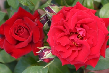 Ingrid Bergmann (Treeroses)