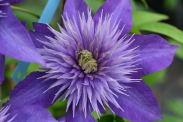 Clematis Multi Blue