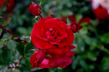 The Prince`s Trust �