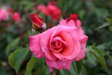 Rosenresli�