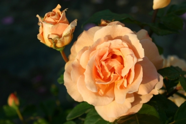 Indian Summer�