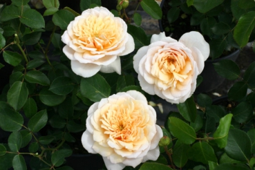 English Garden�