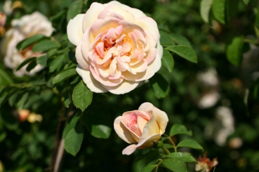 Fr�hlingsduft