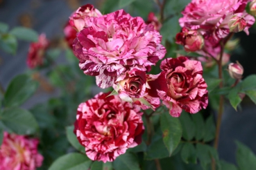Belle d`Espinouse�