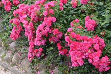 Heidetraum�
