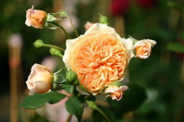 Crown Princess Margareta�