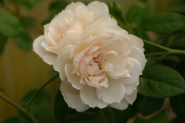 The Generous Gardener�