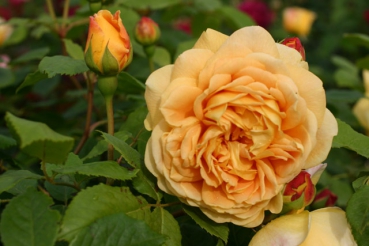 Golden Celebration�