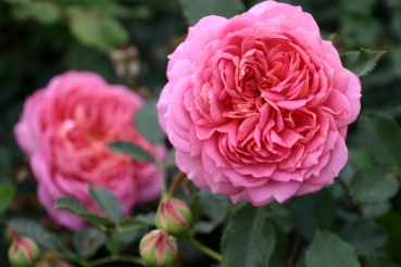 Jubilee Celebration�
