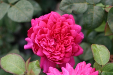 Sophy's Rose�